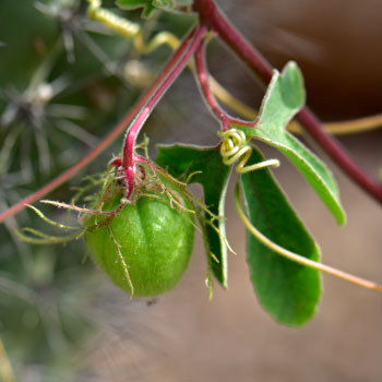Passiflora arizonica, Arizona Passionflower